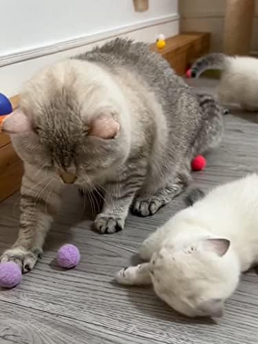 צעצועי חתול דיוקישי, צעצוע חתלתול, צעצועי חתול חתולים לחתולים מקורה, צעצוע חתול אינטראקטיבי, 31 יחידות, מתאים לגורים, חתולים וחמוסים בגודל